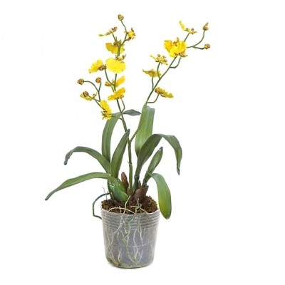 Oncidium Goldiana - Dancing Lady Orchid, Orchid Plant